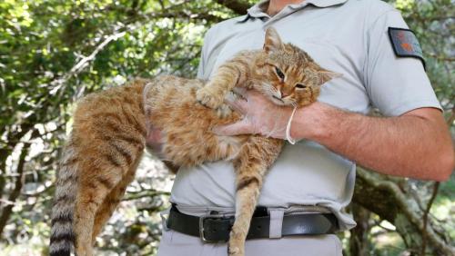 fox cat