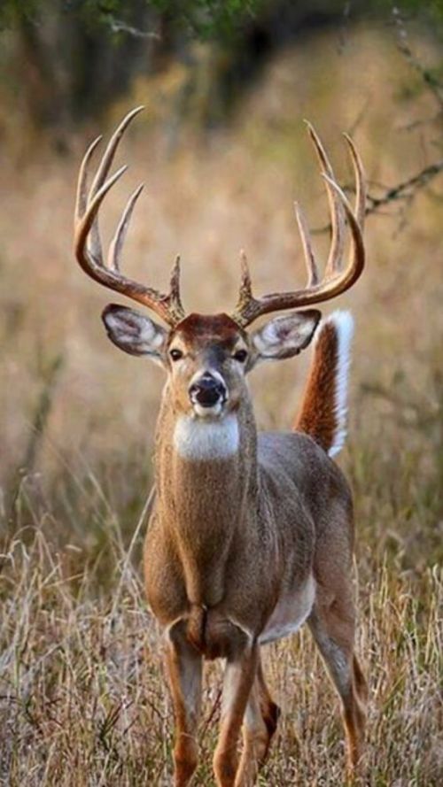 buck