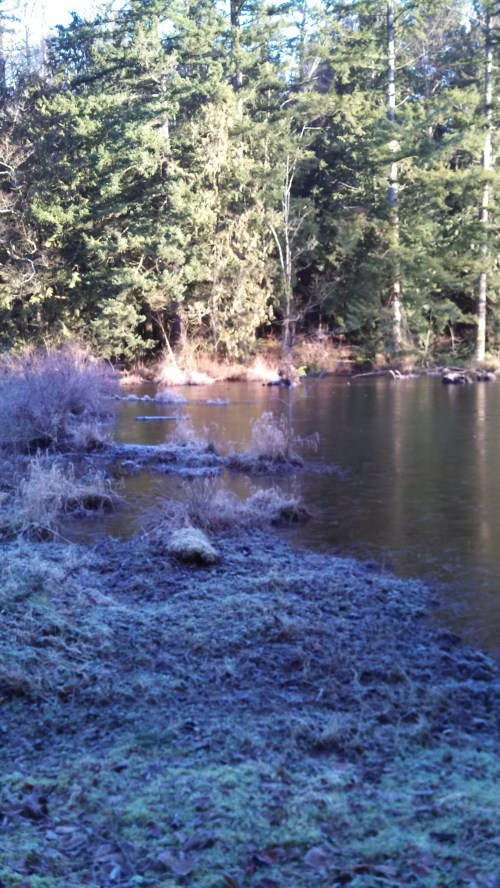 Frosty Morning