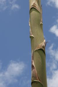 IMG_1285