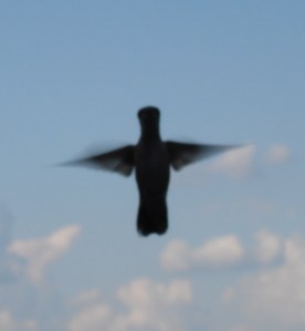 hummer