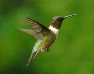 hummer2
