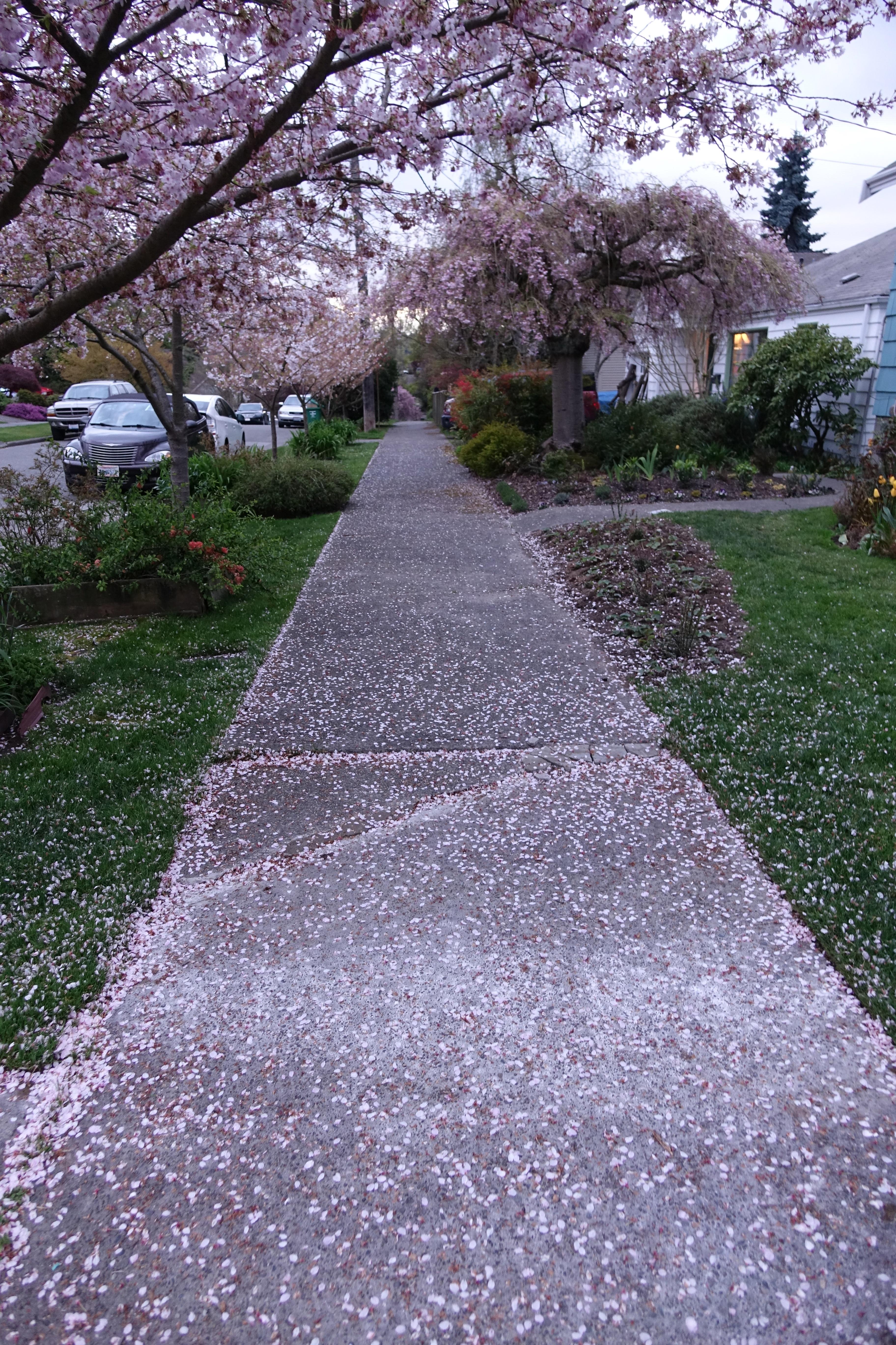 blossoms