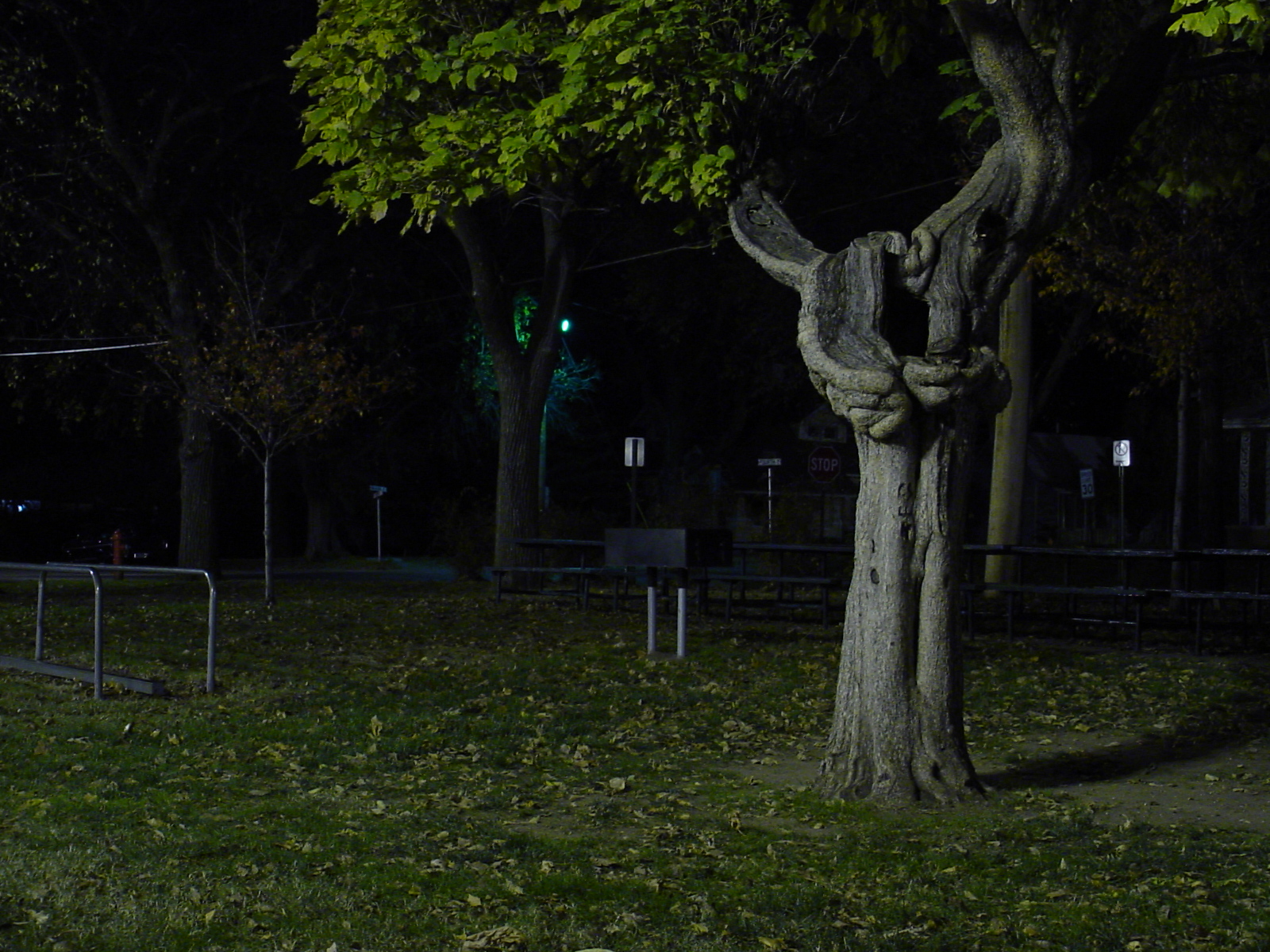 tree