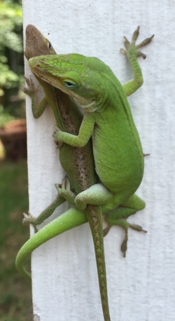 Lizards