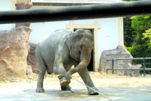 Elephant and rope