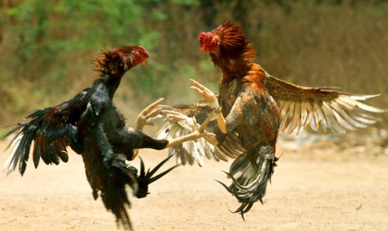 Kodi pandaalu..Cock fghts