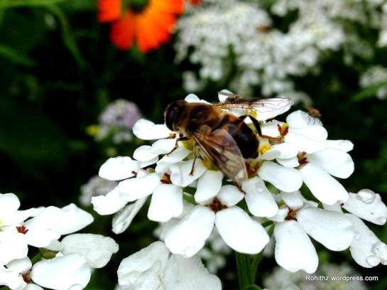 Gangtok flower exhibition (11)