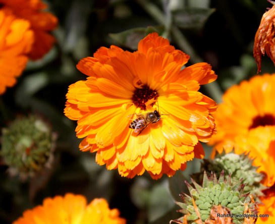 Gangtok flower exhibition (12)