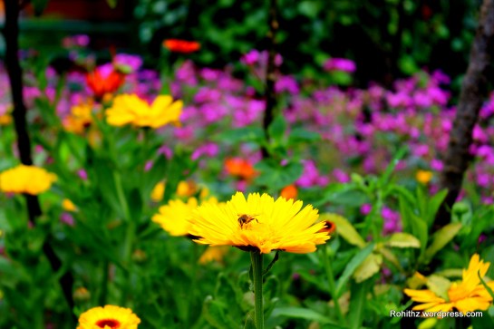 Gangtok flower exhibition (14)