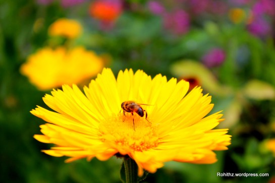 Gangtok flower exhibition (18)