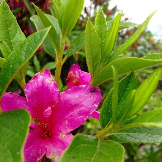 Gangtok flower exhibition (4)