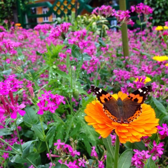 Gangtok flower exhibition (5)
