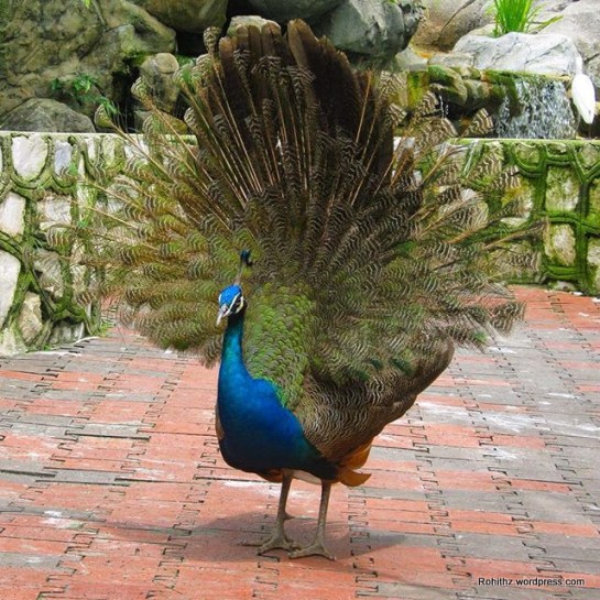 peacock