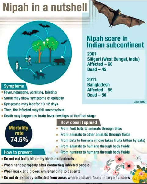 nipah
