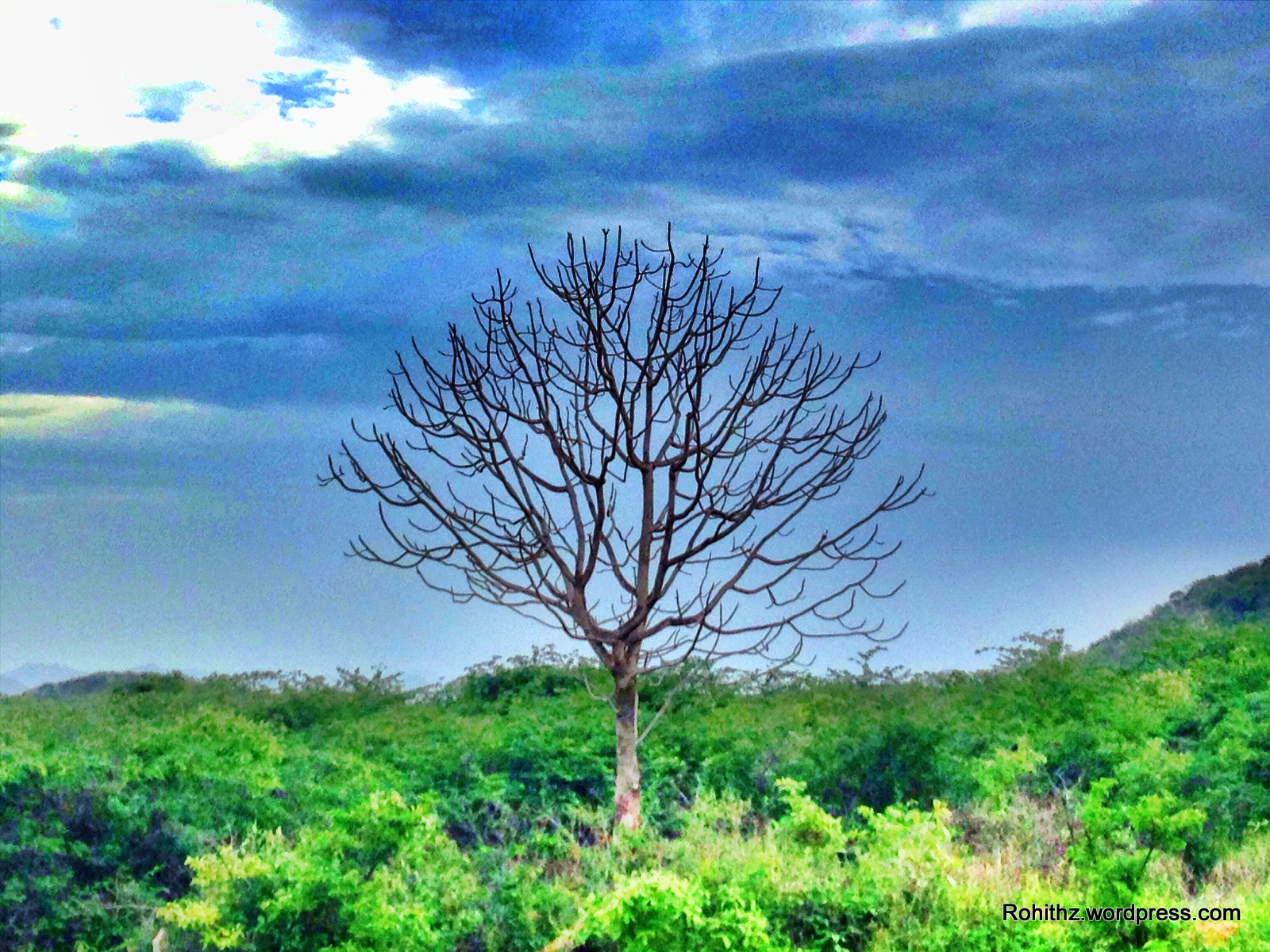 tree (1)