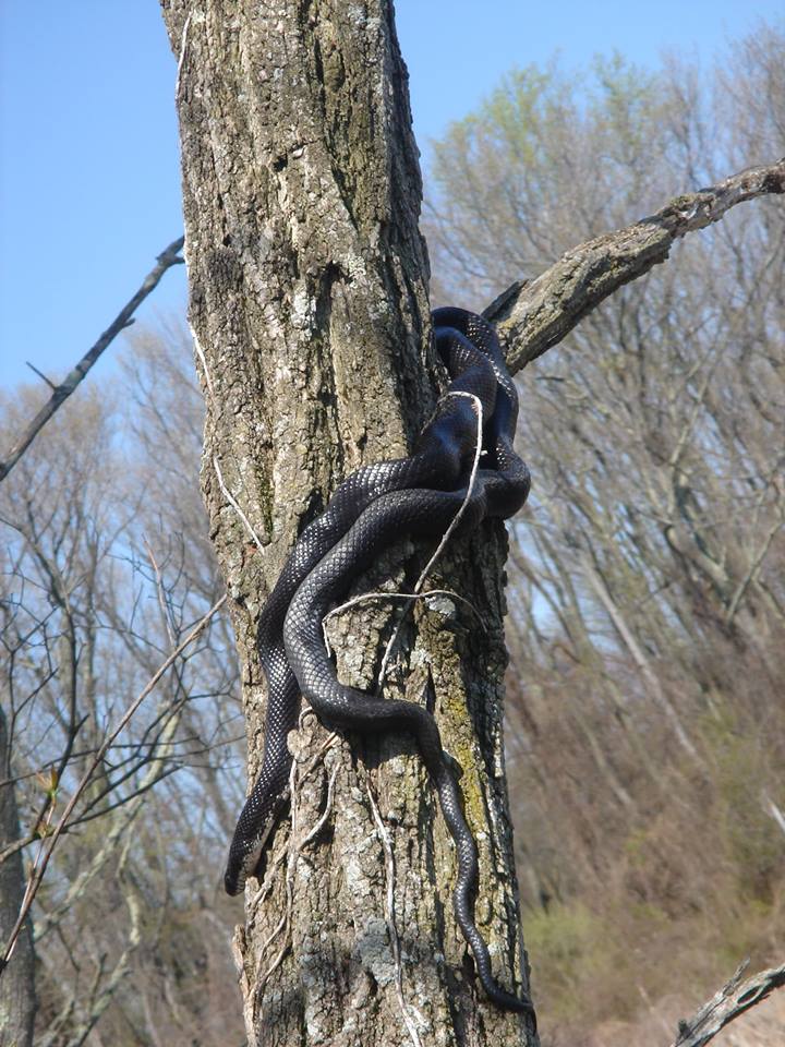 Snakes