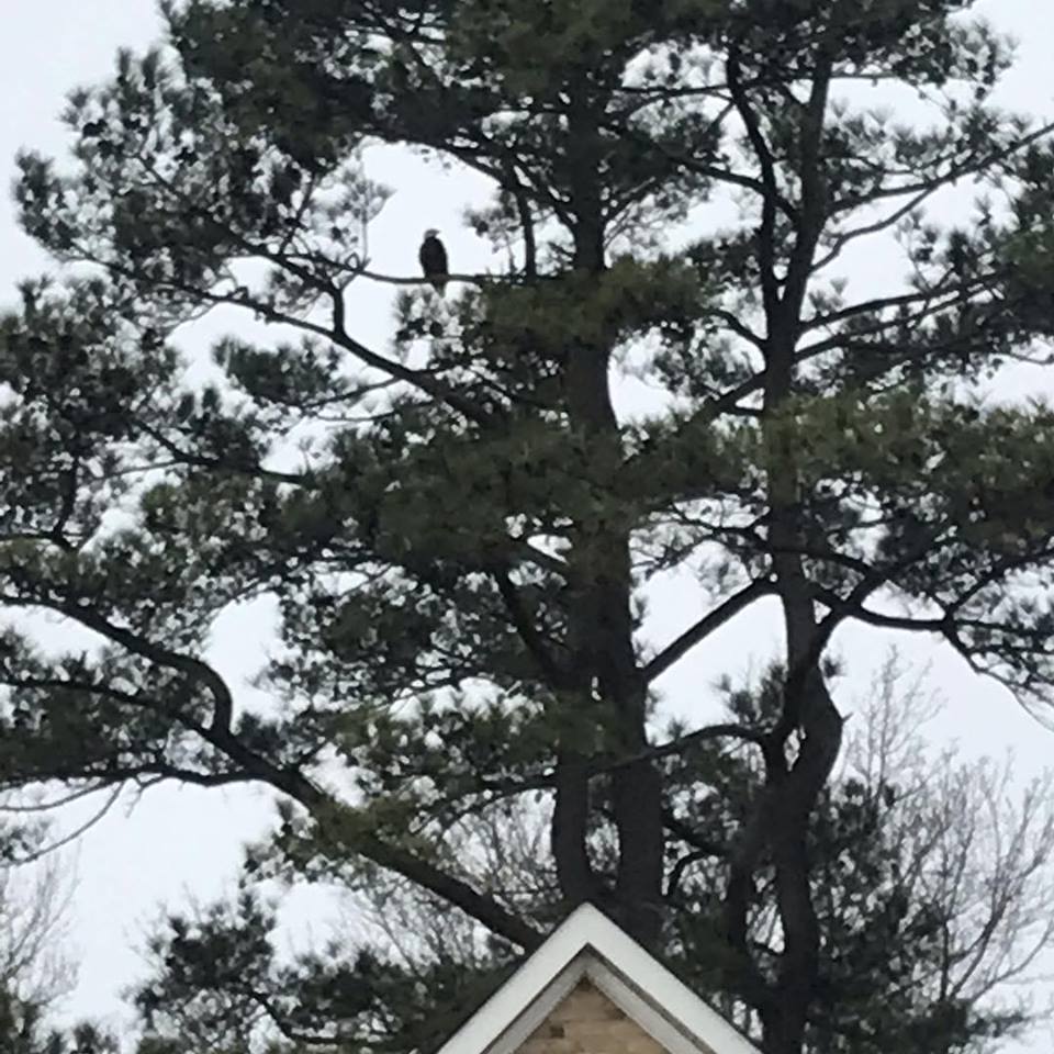Eagle backyard