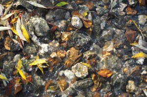 seeking out pictures - a soothing stream and leaves