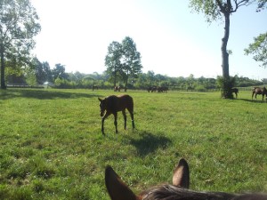 foals on farm