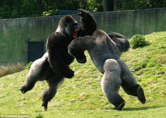 Scary Gorilla | Photos Of Gorilla Fighting 1 500x356 Photos Of Gorilla Fighting: Animal Pics, Jungles, Animal Pictures, Silverback Gorilla, Jiu Jitsu, Awesome Pictures, Amazing Pictures, Sunday Funday, Animal Funny
