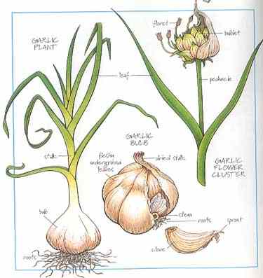 garlic