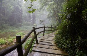 Zhangjiajie Golden Whip Stream