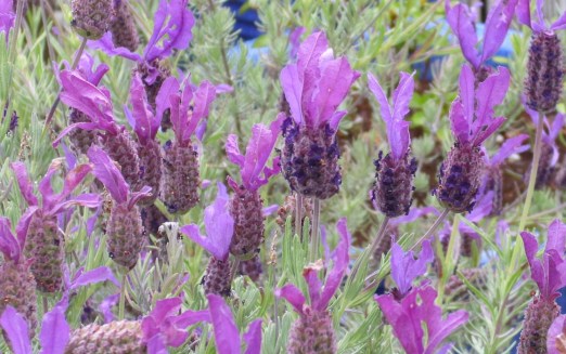 Garden Nov 2015