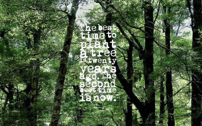 the-best-time-to-plant-a-tree