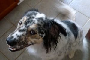 buddy smile
