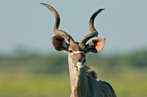 greater_kudu_face