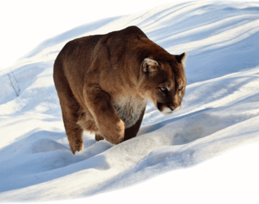 historylion