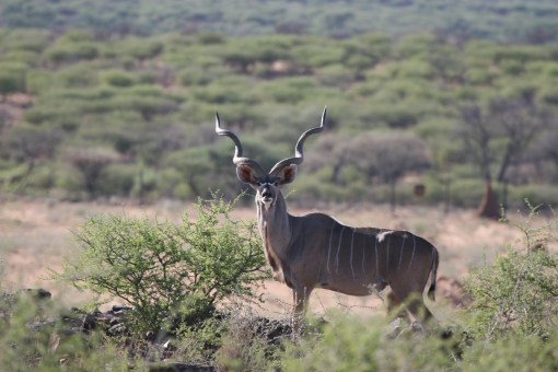 Kudu-05