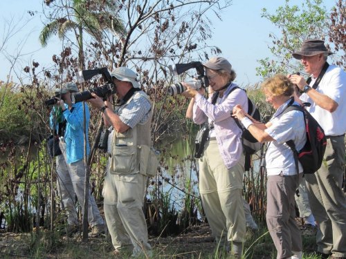 photographing zapata sparrow in Cub