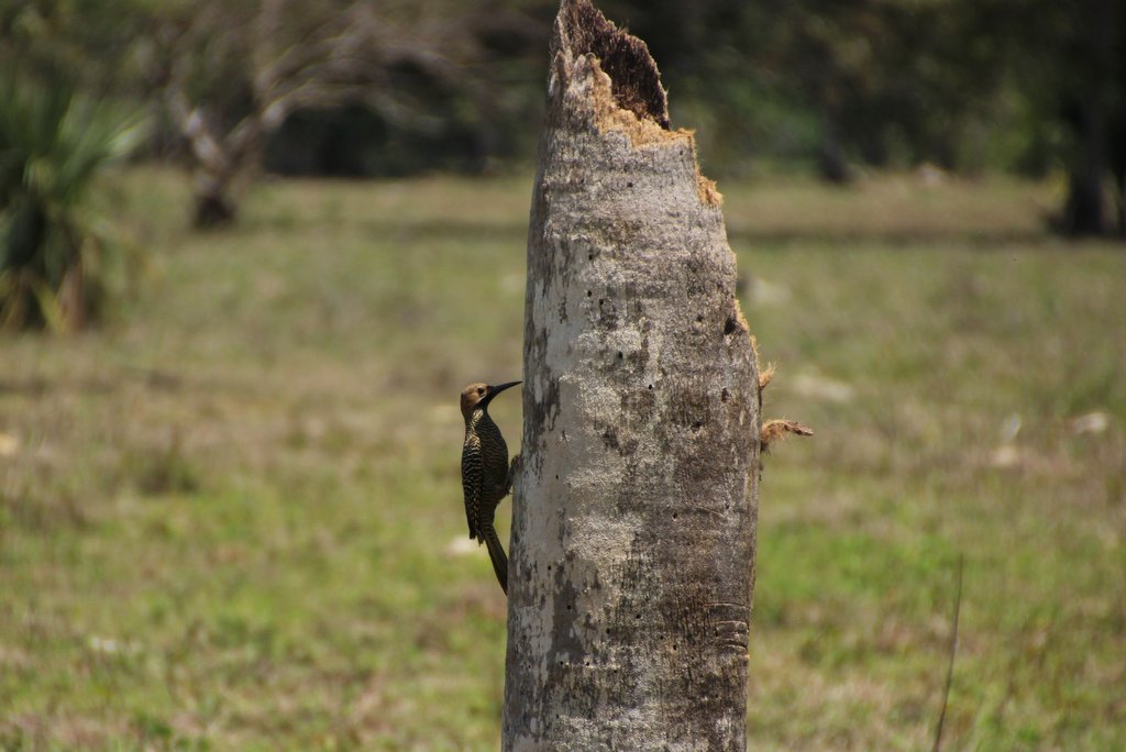Fernandina's Flicker