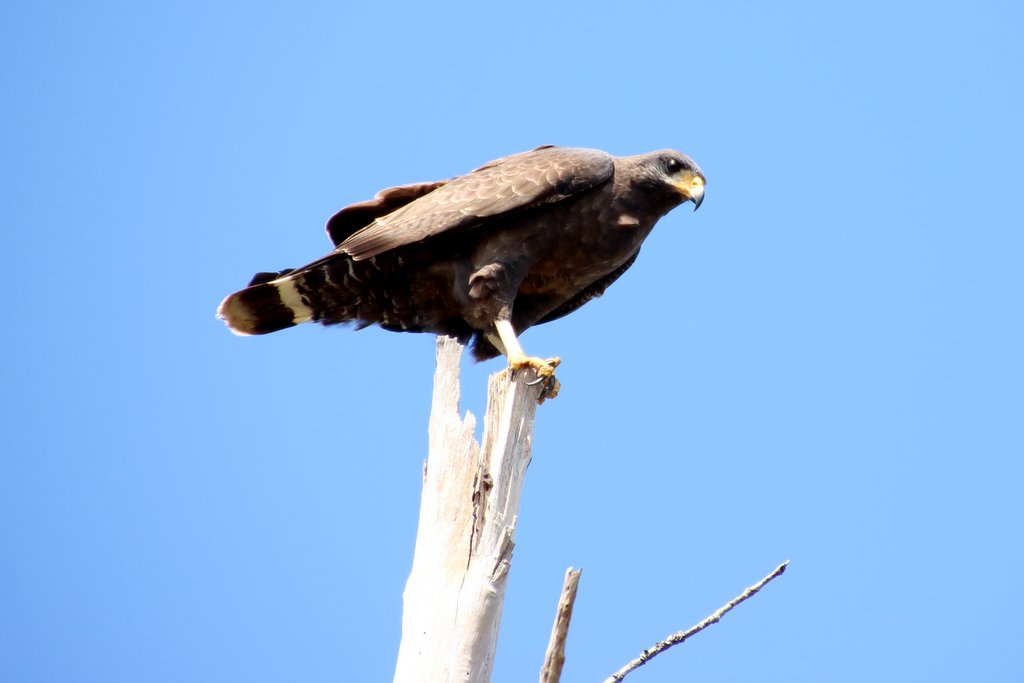 Cuban Black Hawk