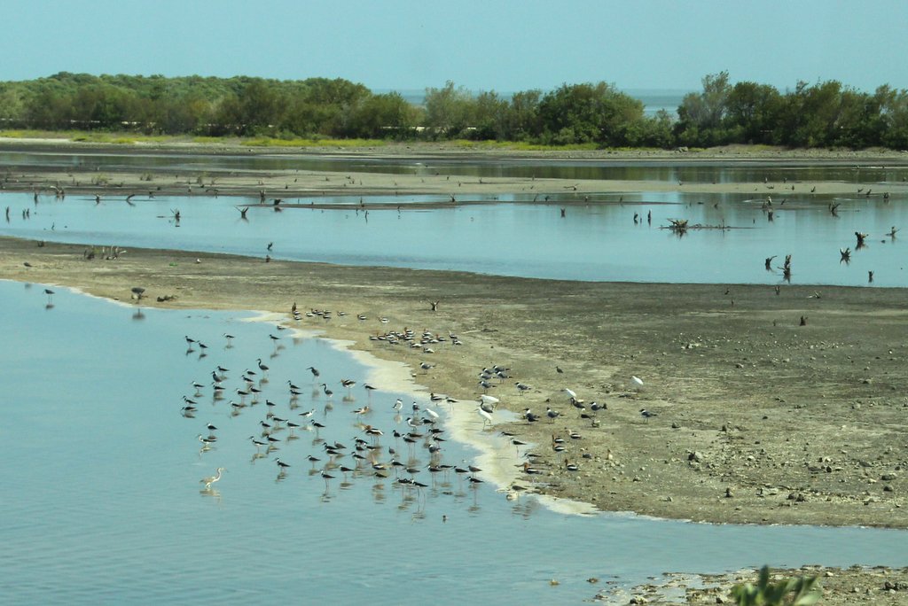 shorebirds along beaches of Cayo Coco, Cuba
