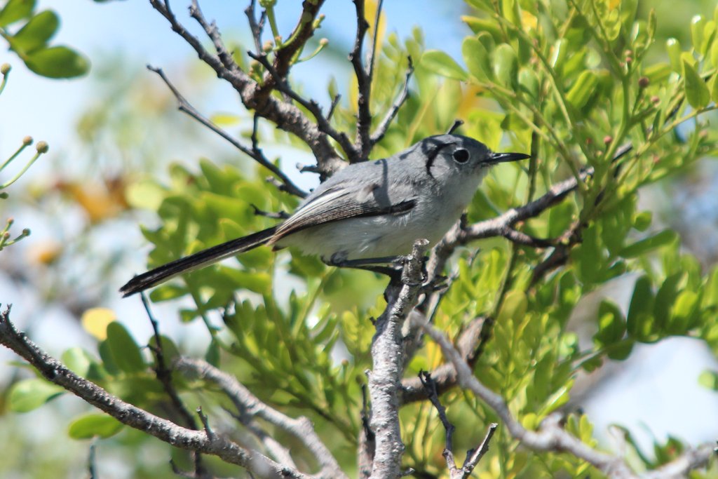 Cuban Gnatcatcher