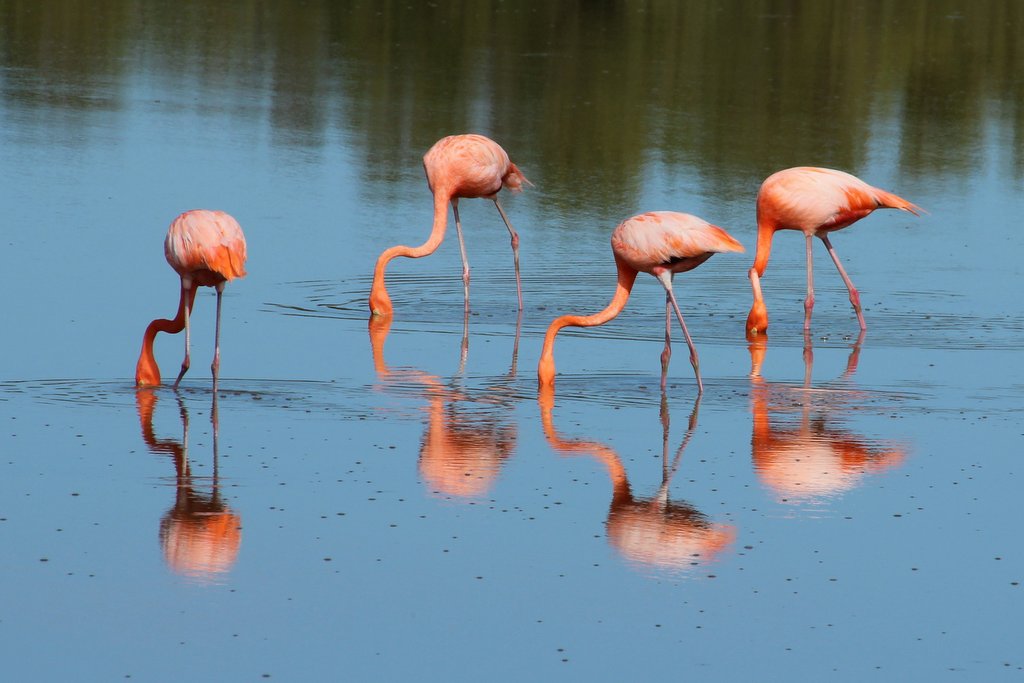 flamingos at Cayo Coco, Cuba