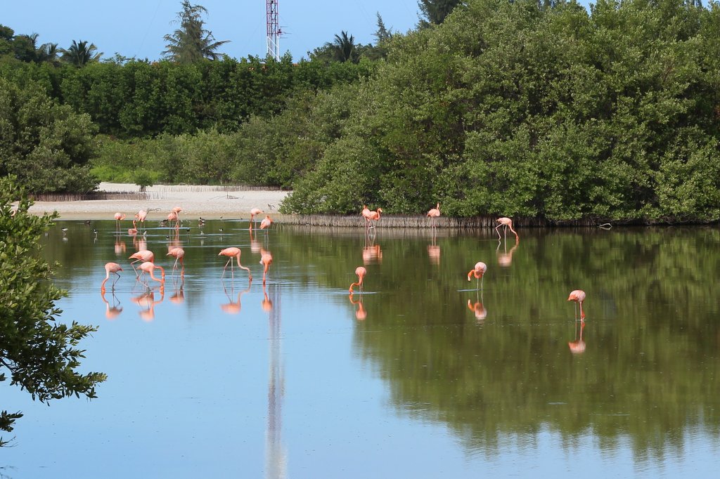 flamingos at Cayo Coco, Cuba