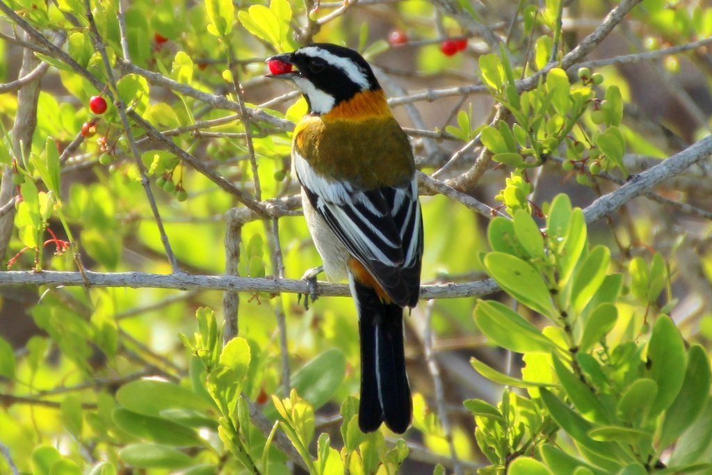 Western Spindalis