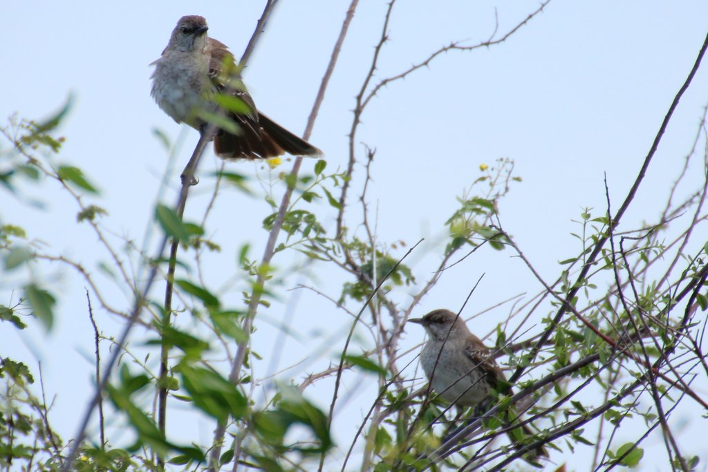 Bahama Mockingbird