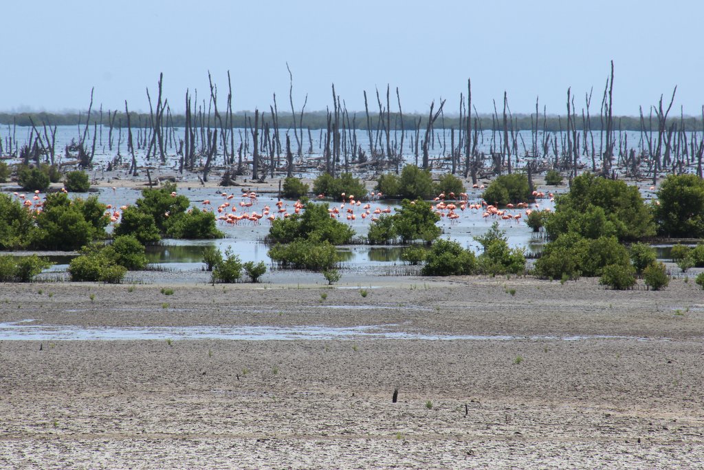 Greater Flamingos at the Rio Maximo conservation area, Cuba