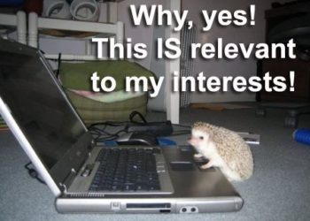 Hedgehog viewing the internet.