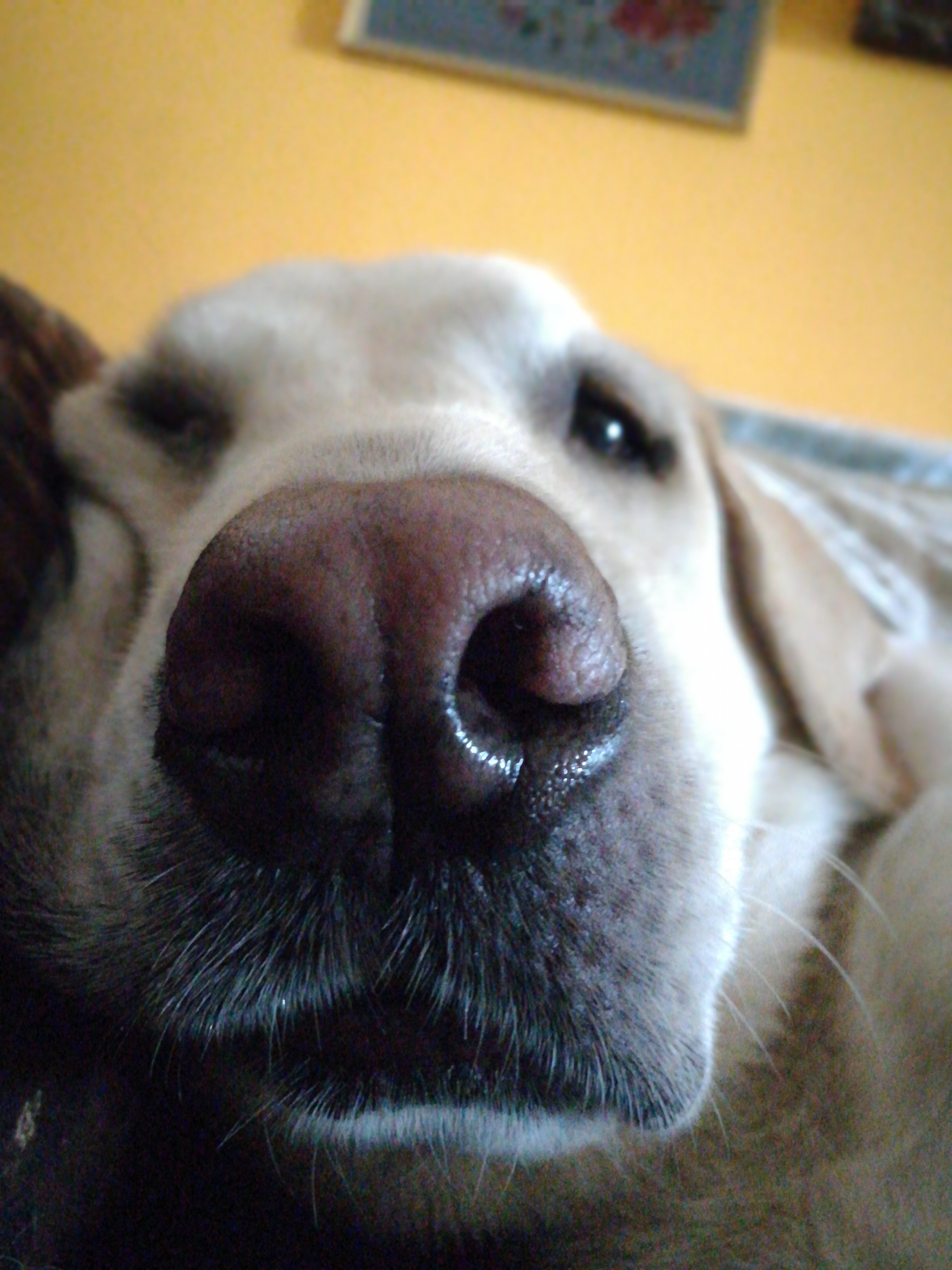 Touch that wet nose and all your worries will fade away. Aahcchoo!