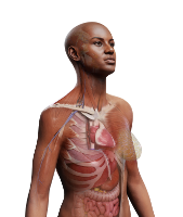 Complete Anatomy Support Center Finn