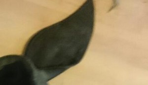 The back of the hyena ears