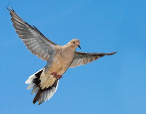 Mourning_Dove12