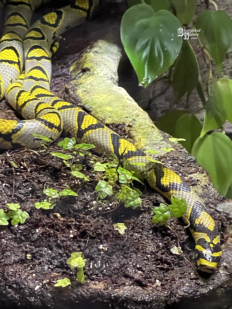 Mandarin Rat Snake