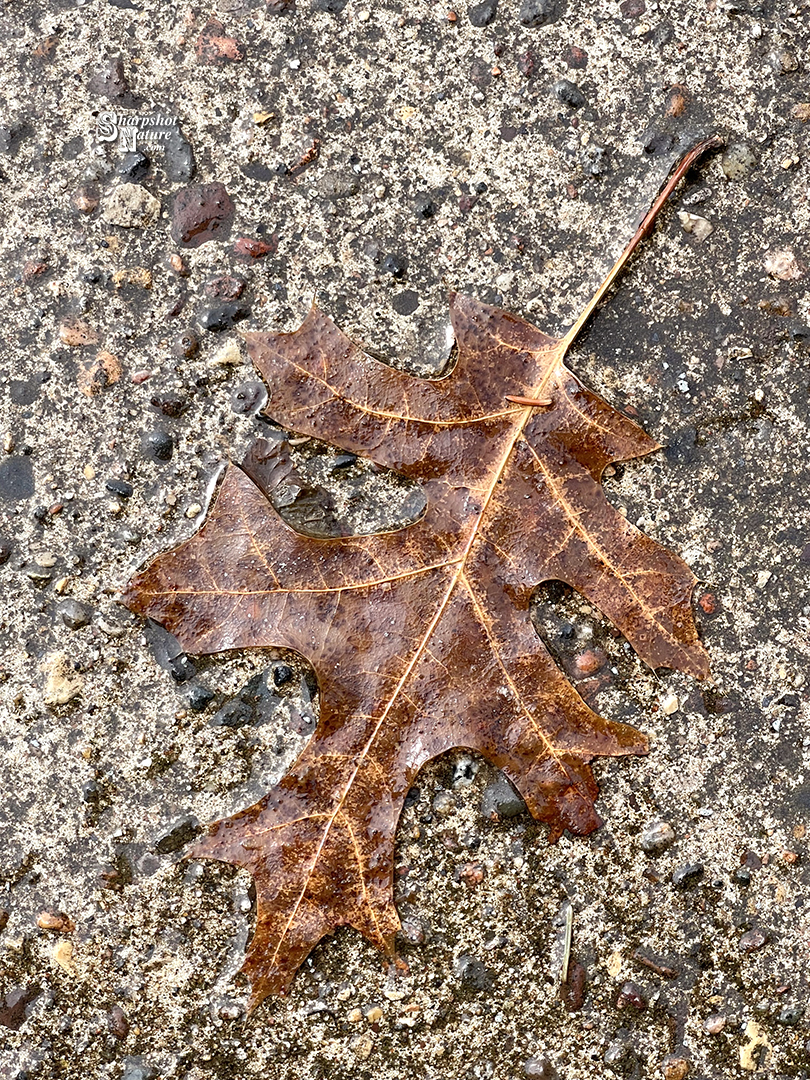 Leaf